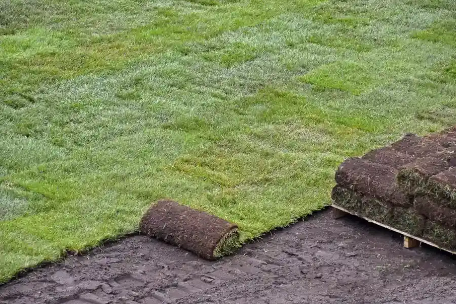 Establishing New Sod Timeframe in Yuma, AZ Establishing New Sod Timeframe in Yuma, AZ