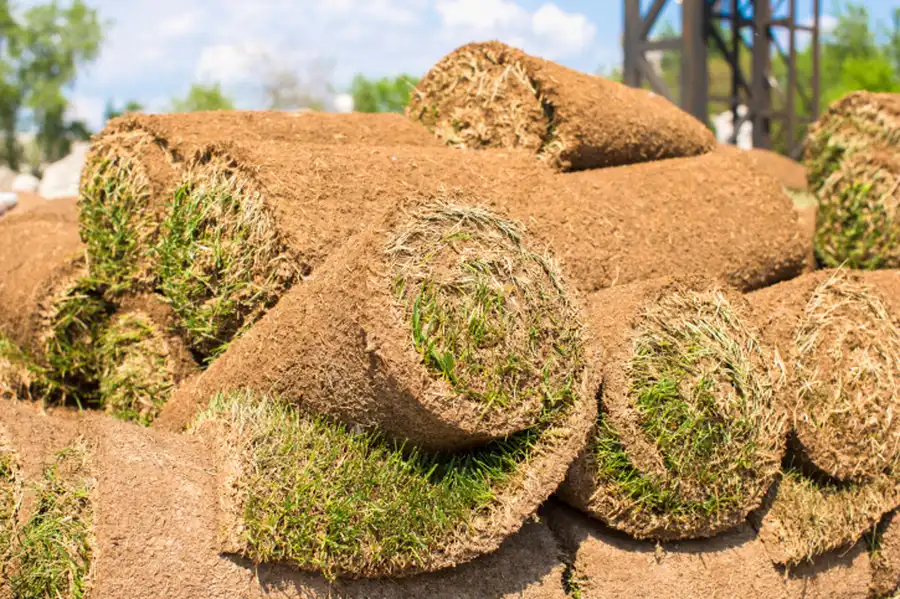 Sod Installation For Better Lawn Drainage in Yuma, AZ Sod Installation For Better Lawn Drainage in Yuma, AZ